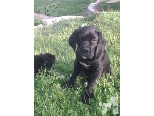 PoulaTo: Σιχ τσου καθαροαιμο κουταβακι